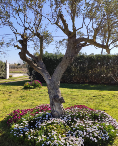 Primavera a la barraca Vilbor